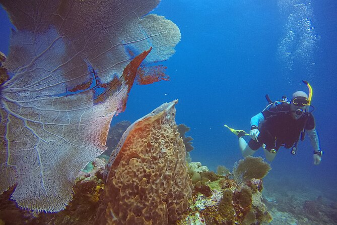 2 Tanks Scuba Diving Wreck and Reef in Cancun for Certified Divers - The Cancun reef: where marine life shows up around an artificial reef