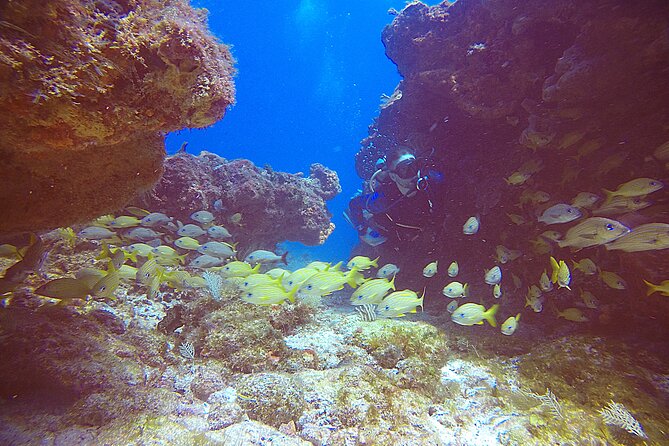 2 Tanks Scuba Diving Wreck and Reef in Cancun for Certified Divers - Who this suits best (and who should pass)