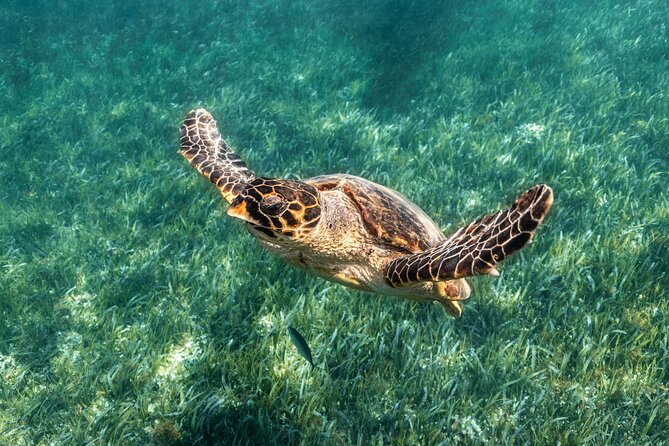 5-in-1 Cancun Snorkeling Tour with Sea Life & Transport Included - Stop 2 Underwater Art Galleries: Blessings and Vestiges