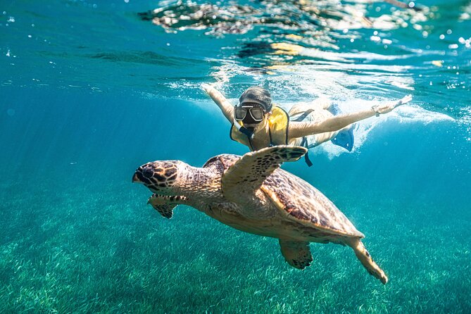 5-in-1 Cancun Snorkeling: Turtles, Reef, Musa, Shipwreck, Cenote - Cenote finale: beautiful swims, sometimes too little time