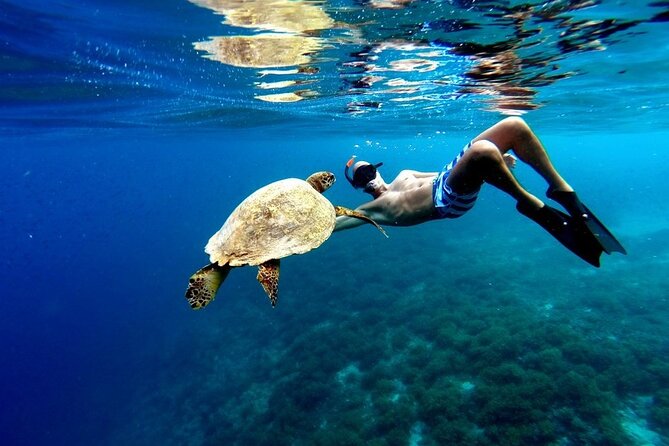 Akumal paradise tour Swimming with Turtles & ancient Tulum Ruins. Lunch included - Key highlights you’ll feel on the day