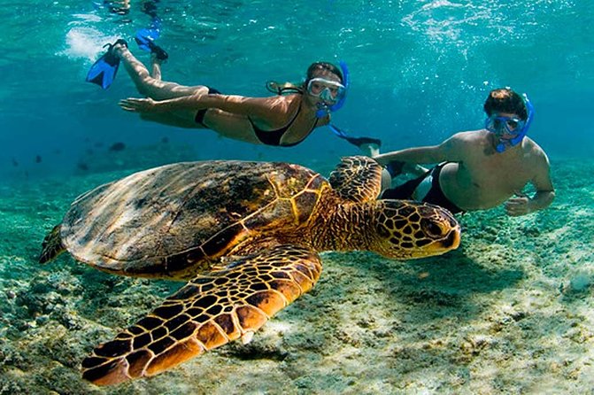 Amazing Adventure in Akumal. Swim with turtles and discover Tulum Ruins. - Sea turtles in Akumal and Tulum ruins: the big-picture mix
