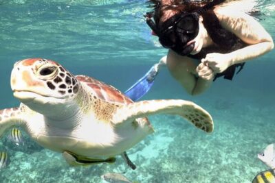 Amazing Adventure in Akumal. Swim with turtles and discover Tulum Ruins. - Breakfast snack, boxed lunch, and the lunch timing that matters
