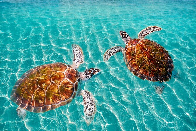 Amazing Adventure in Akumal. Swim with turtles and discover Tulum Ruins. - The Tulum letters photo stop: quick fun, optional focus