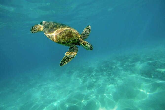 Amazing Adventure in Akumal. Swim with turtles and discover Tulum Ruins. - Akumal lunch at a restaurant: pick what you actually want