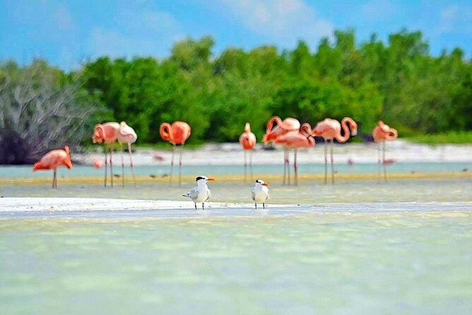 Amazing HOLBOX Full day tour and Cenote swim experience from Cancun! - Holbox Island freedom: beach time plus a bicycle to explore town