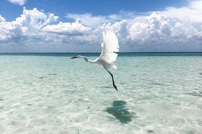 Amazing HOLBOX Full day tour and Cenote swim experience from Cancun! - Timing and pace: a full 12-hour day that still feels organized