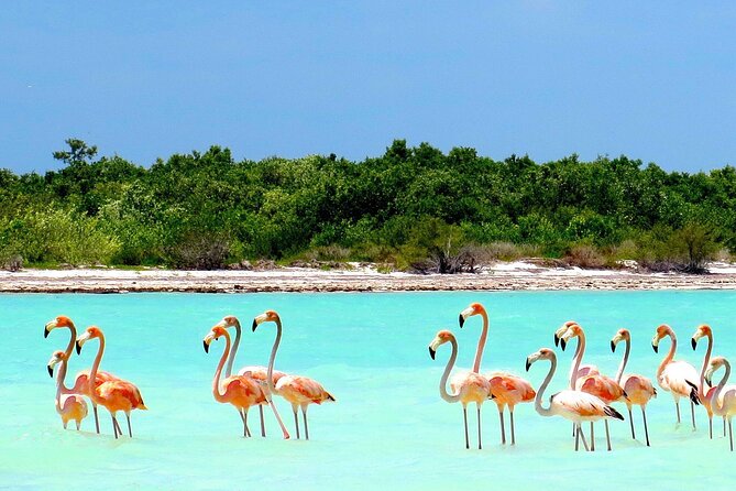 Amazing HOLBOX Full day tour and Cenote swim experience from Cancun! - Who should book this Holbox + Cenote day trip