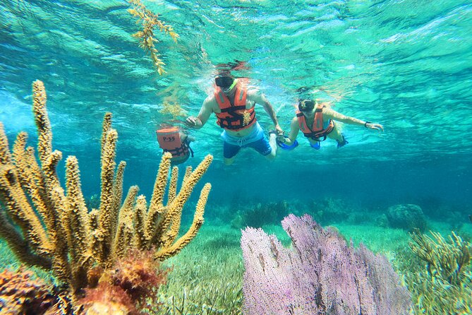Amazing Snorkeling Experience + Real Mexican Tacos - Key Things to Know Before You Go