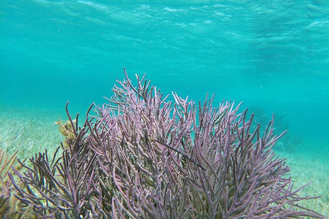 Amazing Snorkeling Experience + Real Mexican Tacos - Price and Extras: What the $39 Really Covers