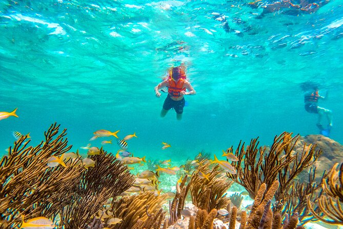 Amazing Snorkeling Experience + Real Mexican Tacos - Guide Style: What You Can Learn Along the Way