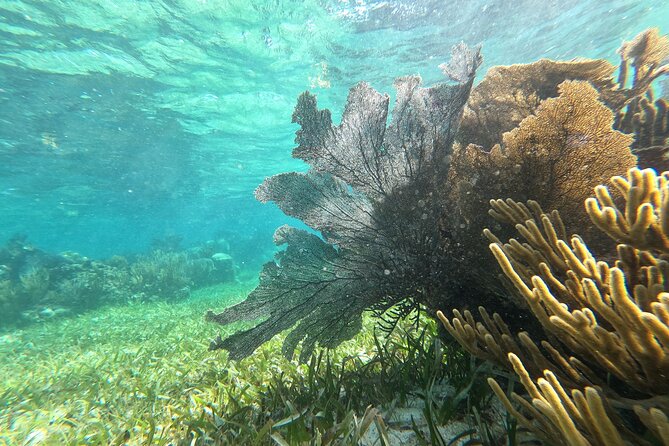 Amazing Snorkeling Experience + Real Mexican Tacos - Snorkeling Comfort Checklist: What to Bring