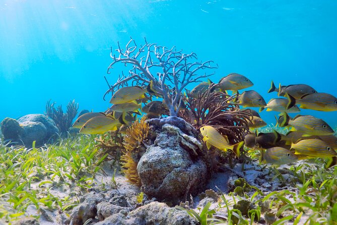 Amazing Snorkeling Experience + Real Mexican Tacos - Who Should Book This Tour (and who might want a different plan)