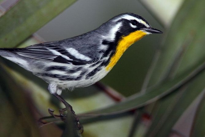 Bird watching ecofriendly tour from Cancun & Riviera Maya - Jungle Morning Logistics: Hotel Pickup and the 5:00 am Start