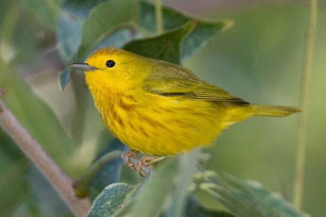 Bird watching ecofriendly tour from Cancun & Riviera Maya - How José Finds 40+ Species Without Making It Feel Fancy