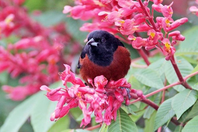Bird watching ecofriendly tour from Cancun & Riviera Maya - The Jungle Lessons You’ll Remember: Flora, Fauna, and Habitat Clues