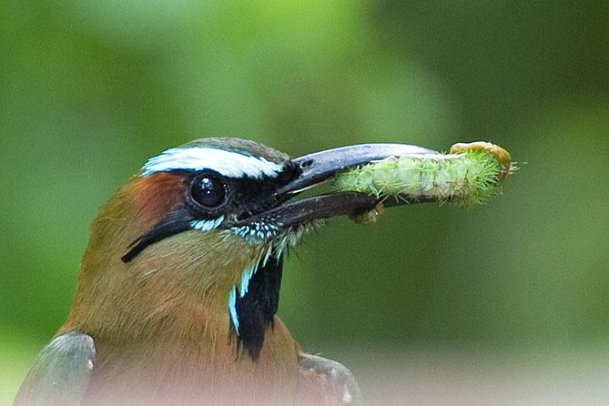 Bird watching ecofriendly tour from Cancun & Riviera Maya - A Fresh Tortilla Lunch in the Jungle (Yes, It Counts)