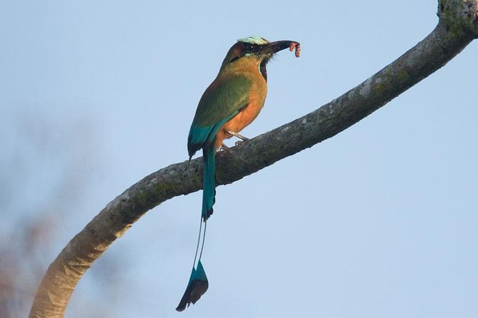 Bird watching ecofriendly tour from Cancun & Riviera Maya - Comfort and Supplies: Binoculars, Snacks, and Air-Conditioning Rides