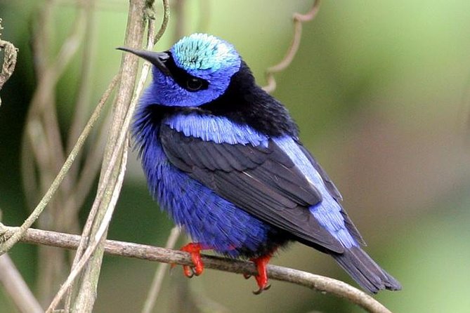 Bird watching ecofriendly tour from Cancun & Riviera Maya - Price and Value: What $790 Buys for a 6-Hour Birding Day