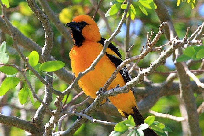 Bird watching ecofriendly tour from Cancun & Riviera Maya - Reaching the Birding Zones Near Puerto Morelos
