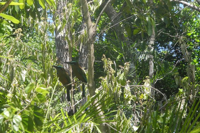 Birds of the Mayan World 2 / Route of the cenotes - Where you start (and why meeting point matters)