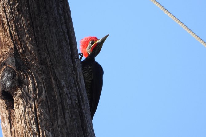 Birds of the Mayan World 2 / Route of the cenotes - The “Route of the Cenotes” feel, even if the focus stays on birds