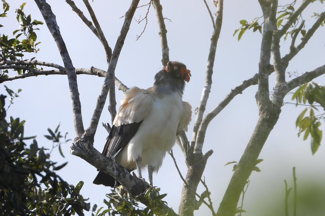 Birds of the Mayan World 2 / Route of the cenotes - Spotting tools: binocular skill and a gentle laser pointer
