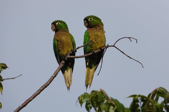 Birds of the Mayan World 2 / Route of the cenotes - José Gil Paz Gutiérrez: birding plus Mayan plant stories