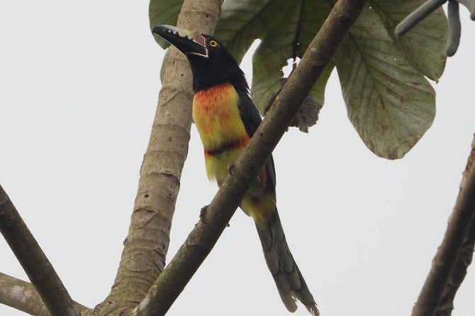 Birds of the Mayan World 2 / Route of the cenotes - What counts as a win: eBird logging and species variety