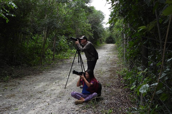 Birds of the Mayan World 2 / Route of the cenotes - Pace and weather: why an evening tour can still work