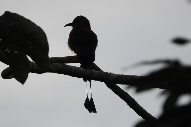Birds of the Mayan World 2 / Route of the cenotes - Trails, biodiversity, and the low-impact way to watch birds