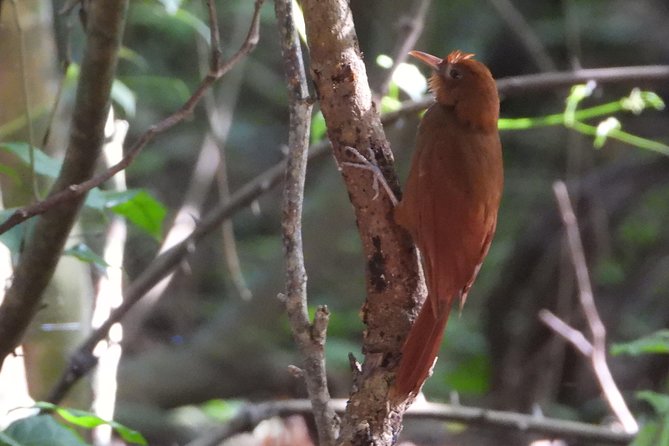 Birds of the Mayan World 3 - Birdwatching in the Riviera Maya: why this route works
