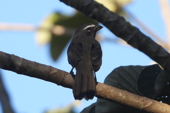 Birds of the Mayan World 3 - The guide’s role: how Jose helps you see more birds, not just more nature