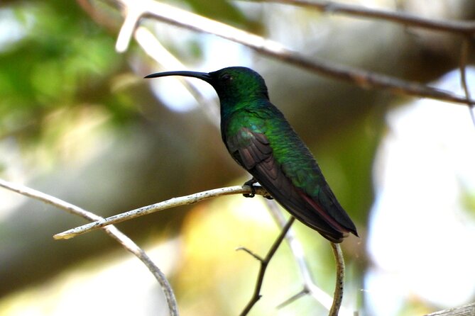 Birds of the Mayan World 3 - Low-impact tourism: the quiet rules that make birding better