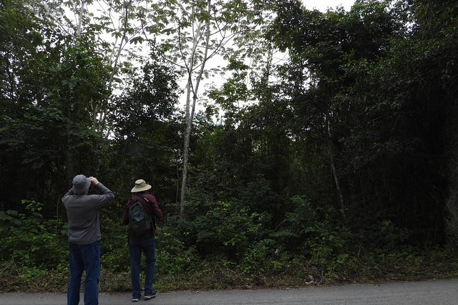 Birds of the Mayan World 3 - Timing, weather, and physical level: plan like a birder