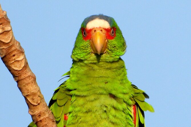 Birds of the Mayan World 3 - Who Birds of the Mayan World 3 is best for