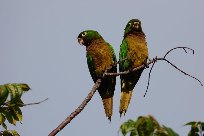 Birds of the Mayan World 3 - Tulum trails: where to expect endemics and practical birding moments
