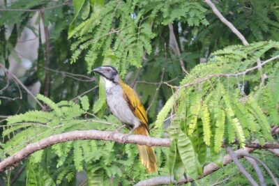 Birdwatching Cancun - Meetup at Plaza Caracol and the 6:00 am rhythm