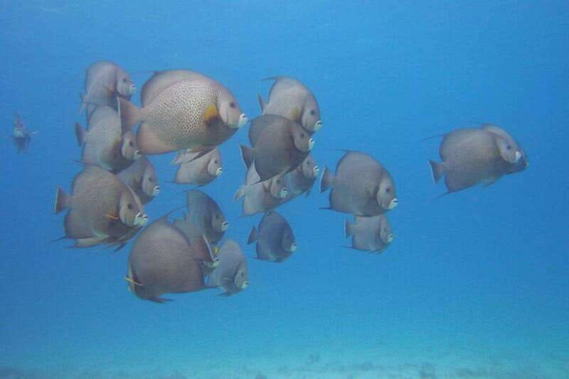 Cancun: Beginner Scuba Diving at Underwater Museum - Second Site: Manchones Reef and the Best Part for Reef-Lovers