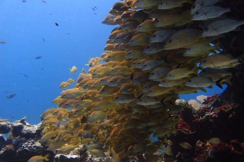 Cancun: Dive Underwater Museum & Manchones Reef - Meeting Coconut Divers at Marina Sotavento
