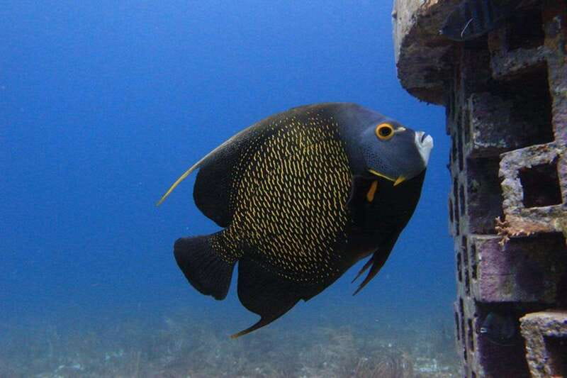 Cancun: Dive Underwater Museum & Manchones Reef - Gear, Instructor Support, and PADI-Certified Reality