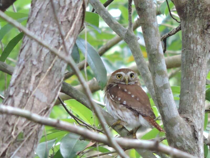 Cancún: Guided Birdwatching Hike - Key things I’d prioritize