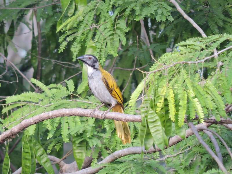 Cancún: Guided Birdwatching Hike - Should You Book This Guided Birdwatching Hike in Cancun?