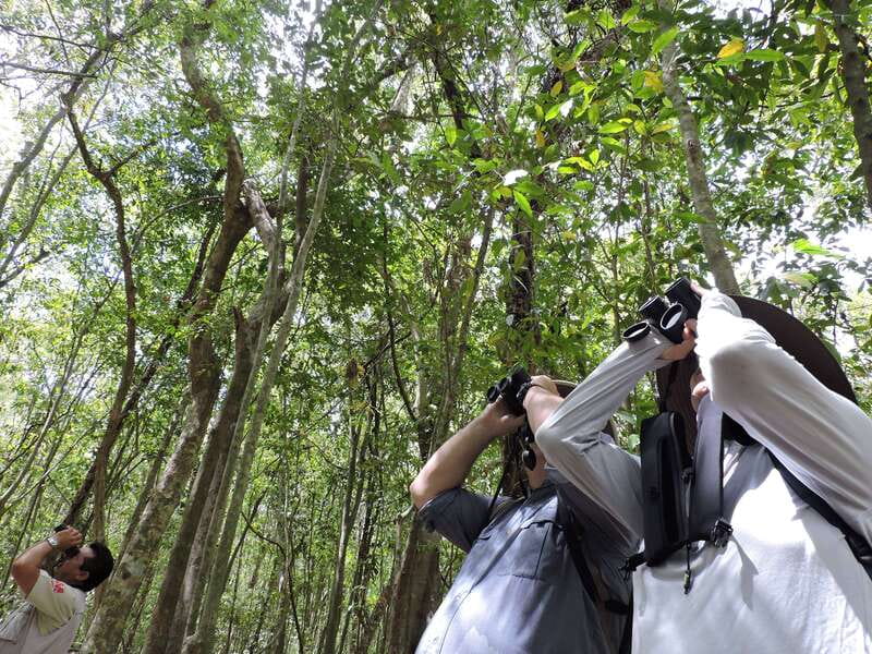 Cancún: Guided Birdwatching Hike - A Jungle Bird Hike That Feels Far From Cancún