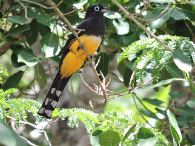 Cancún: Guided Birdwatching Hike - Getting to the Start: Pickup Options and Early-Morning Rhythm