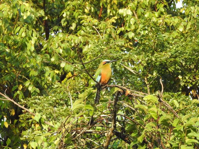 Cancún: Guided Birdwatching Hike - 3 Hours of Wildlife Viewing: How to Think Like a Birder