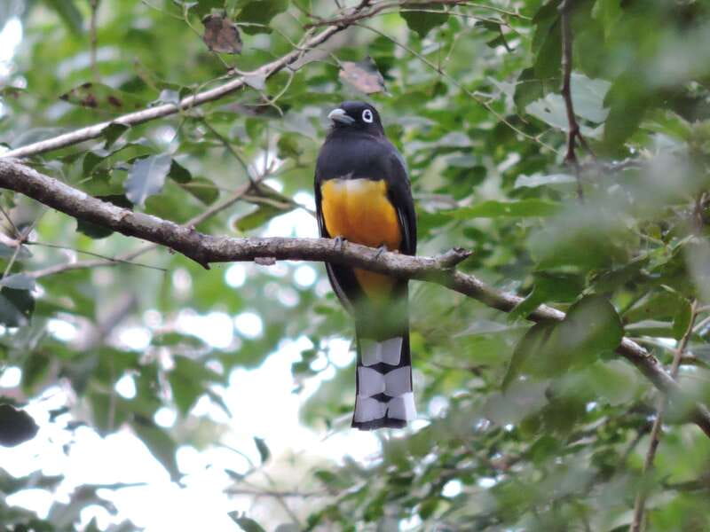 Cancún: Guided Birdwatching Hike - What You Might Spot: Migratory Birds, Colorful Natives, and Hummingbirds