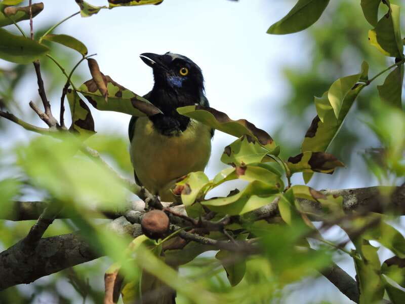Cancún: Guided Birdwatching Hike - Snacks, Coffee, and the Midday Reset