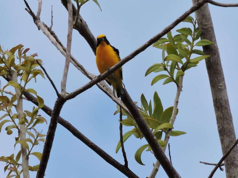 Cancún: Guided Birdwatching Hike - Who This Birdwatching Hike Suits Best