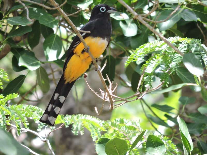 Cancún: Guided Birdwatching Hike - Getting to the Start: Pickup Options and Early-Morning Rhythm
